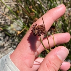 Juncus phaeanthus (Dark-flower Rush) at Namadgi National Park - 25 Feb 2024 by Tapirlord