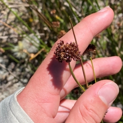 Juncus phaeanthus (Dark-flower Rush) at Namadgi National Park - 25 Feb 2024 by Tapirlord