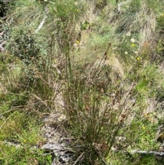 Juncus phaeanthus at Namadgi National Park - 25 Feb 2024