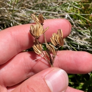 Aciphylla simplicifolia at Namadgi National Park - 25 Feb 2024