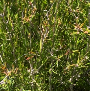 Callistemon pityoides at Namadgi National Park - 25 Feb 2024 01:10 PM