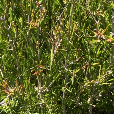 Callistemon pityoides (Alpine Bottlebrush) at Cotter River, ACT - 25 Feb 2024 by Tapirlord