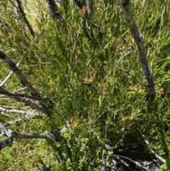 Callistemon pityoides at Namadgi National Park - 25 Feb 2024 01:10 PM