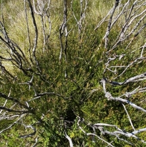 Callistemon pityoides at Namadgi National Park - 25 Feb 2024