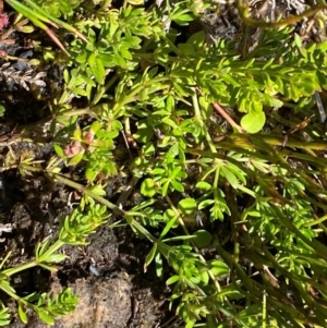 Asperula gunnii at Namadgi National Park - 25 Feb 2024