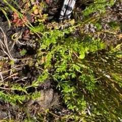 Asperula gunnii at Namadgi National Park - 25 Feb 2024
