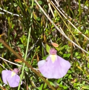 Utricularia dichotoma at Namadgi National Park - 25 Feb 2024