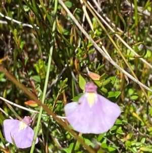 Utricularia dichotoma at Namadgi National Park - 25 Feb 2024 01:10 PM