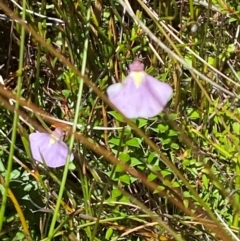 Utricularia dichotoma at Namadgi National Park - 25 Feb 2024