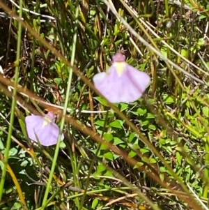 Utricularia dichotoma at Namadgi National Park - 25 Feb 2024