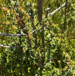 Epacris breviflora at Namadgi National Park - 25 Feb 2024