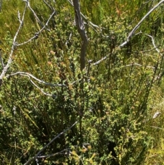 Epacris breviflora at Namadgi National Park - 25 Feb 2024