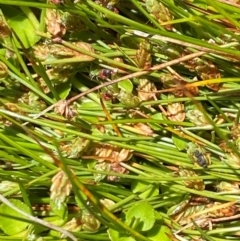 Isolepis montivaga (Fog Club-Sedge) at Cotter River, ACT - 25 Feb 2024 by Tapirlord