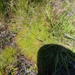 Isolepis montivaga at Namadgi National Park - 25 Feb 2024