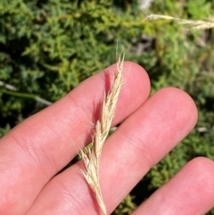 Rytidosperma penicillatum (Slender Wallaby Grass) at Namadgi National Park - 25 Feb 2024 by Tapirlord