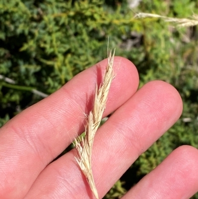 Rytidosperma penicillatum (Slender Wallaby Grass) at Namadgi National Park - 25 Feb 2024 by Tapirlord