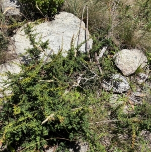 Rytidosperma penicillatum at Namadgi National Park - 25 Feb 2024