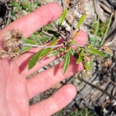 Olearia erubescens (Silky Daisybush) at Cotter River, ACT - 25 Feb 2024 by Tapirlord