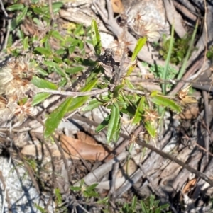 Olearia erubescens at Namadgi National Park - 25 Feb 2024 01:00 PM