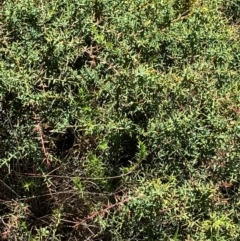 Daviesia ulicifolia subsp. ruscifolia (Broad-leaved Gorse Bitter Pea) at Namadgi National Park - 25 Feb 2024 by Tapirlord