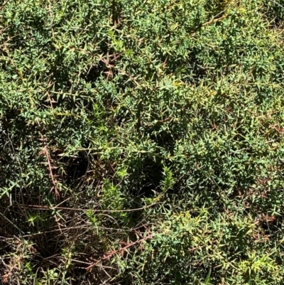 Daviesia ulicifolia subsp. ruscifolia (Broad-leaved Gorse Bitter Pea) at Cotter River, ACT - 25 Feb 2024 by Tapirlord