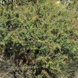 Daviesia ulicifolia subsp. ruscifolia at Namadgi National Park - 25 Feb 2024