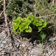 Coprosma hirtella at Namadgi National Park - 25 Feb 2024