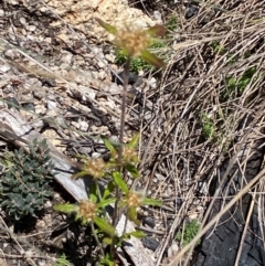 Euchiton sphaericus (Star Cudweed) at Cotter River, ACT - 25 Feb 2024 by Tapirlord