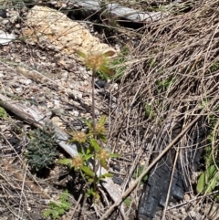 Euchiton sphaericus at Namadgi National Park - 25 Feb 2024
