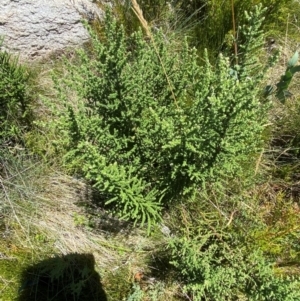 Olearia algida at Namadgi National Park - 25 Feb 2024