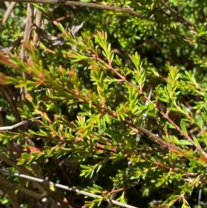 Baeckea gunniana at Bimberi Nature Reserve - 25 Feb 2024