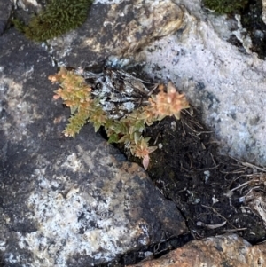 Crassula sieberiana at Bimberi Nature Reserve - 25 Feb 2024