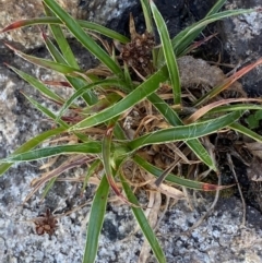 Luzula ovata (Pyramid Woodrush) at Bimberi Nature Reserve - 25 Feb 2024 by Tapirlord