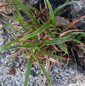 Luzula ovata at Bimberi Nature Reserve - 25 Feb 2024