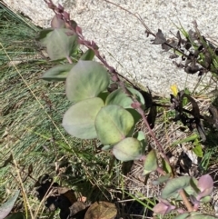 Veronica perfoliata (Digger's Speedwell) at Bimberi Nature Reserve - 25 Feb 2024 by Tapirlord