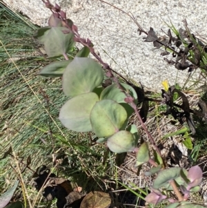 Veronica perfoliata at Bimberi Nature Reserve - 25 Feb 2024