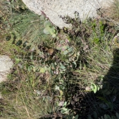 Veronica perfoliata at Bimberi Nature Reserve - 25 Feb 2024