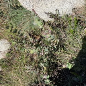 Veronica perfoliata at Bimberi Nature Reserve - 25 Feb 2024 12:45 PM