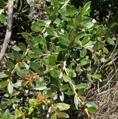 Grevillea diminuta at Namadgi National Park - 25 Feb 2024 by Tapirlord