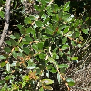 Grevillea diminuta at Namadgi National Park - 25 Feb 2024