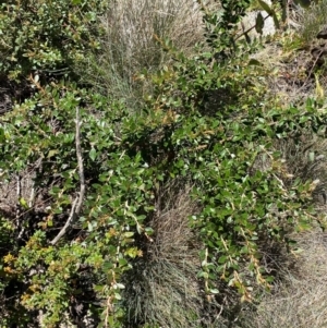 Grevillea diminuta at Namadgi National Park - 25 Feb 2024