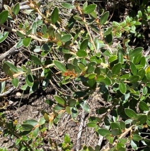 Grevillea diminuta at Namadgi National Park - 25 Feb 2024