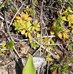 Rhytidosporum alpinum at Cotter River, ACT - 25 Feb 2024 by Tapirlord