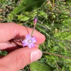 Epilobium billardiereanum subsp. cinereum (Hairy Willow Herb) at Bimberi Nature Reserve - 25 Feb 2024 by Tapirlord