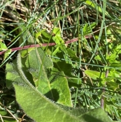 Epilobium billardiereanum subsp. cinereum at Bimberi Nature Reserve - 25 Feb 2024