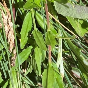 Epilobium billardiereanum subsp. cinereum at Bimberi Nature Reserve - 25 Feb 2024