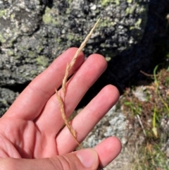 Deyeuxia carinata at Bimberi Nature Reserve - 25 Feb 2024