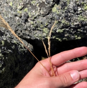 Deyeuxia carinata at Bimberi Nature Reserve - 25 Feb 2024