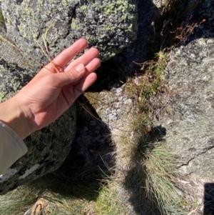 Deyeuxia carinata at Bimberi Nature Reserve - 25 Feb 2024