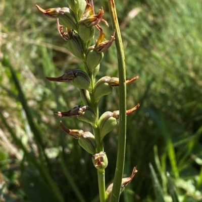 Prasophyllum sp. (A Leek Orchid) at Cotter River, ACT - 25 Feb 2024 by Tapirlord